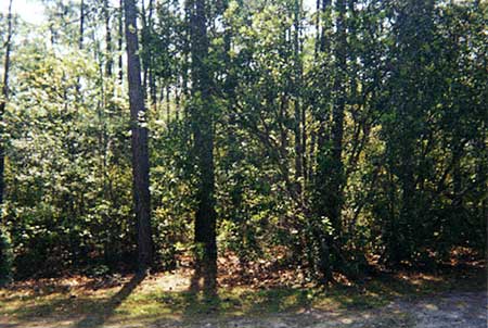 Wooded Building Lot